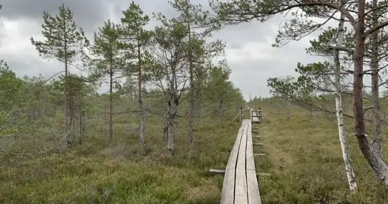 Van palló a ködös mocsáron át – így vegyük figyelembe minden fontos érintett véleményét az ESG folyamat során